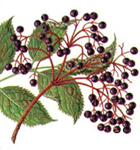 Dibuix dels fruits