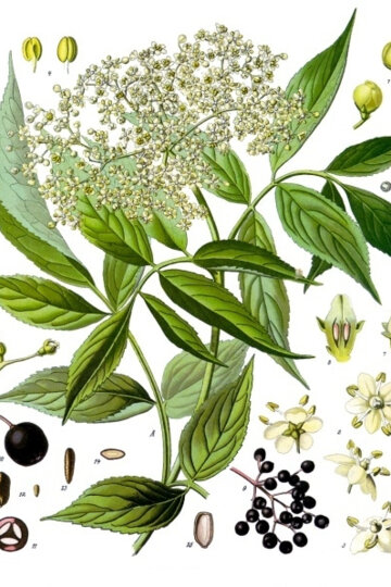 Dibuix de les fors, fruits i fulles del saüc