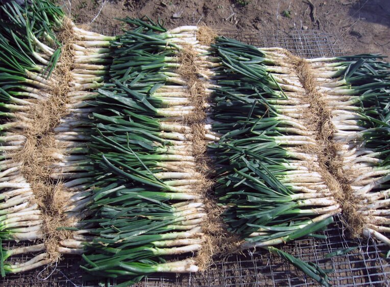 Temps de calçotades
